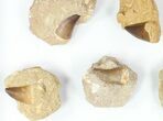 Lot: - Fossil Mosasaur Teeth In Rock - Pieces #77164-2
